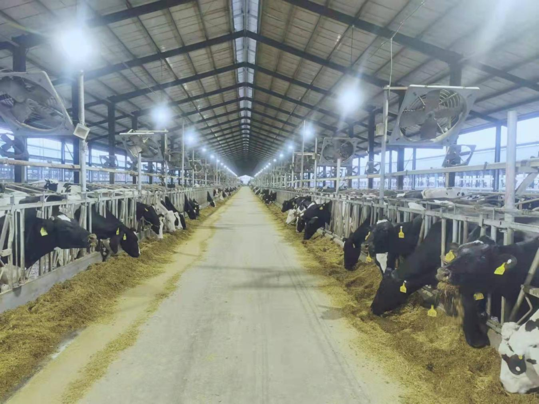 北京大學南南合作與發展學院教授、全球伙伴關系主任周詠梅一行蒞臨花花牛平輿瑞亞牧業參觀調研