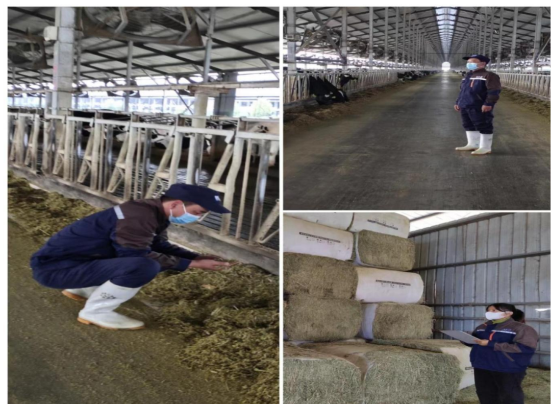 花花牛丨點點微光匯星河——養殖事業部抗疫保生產側記